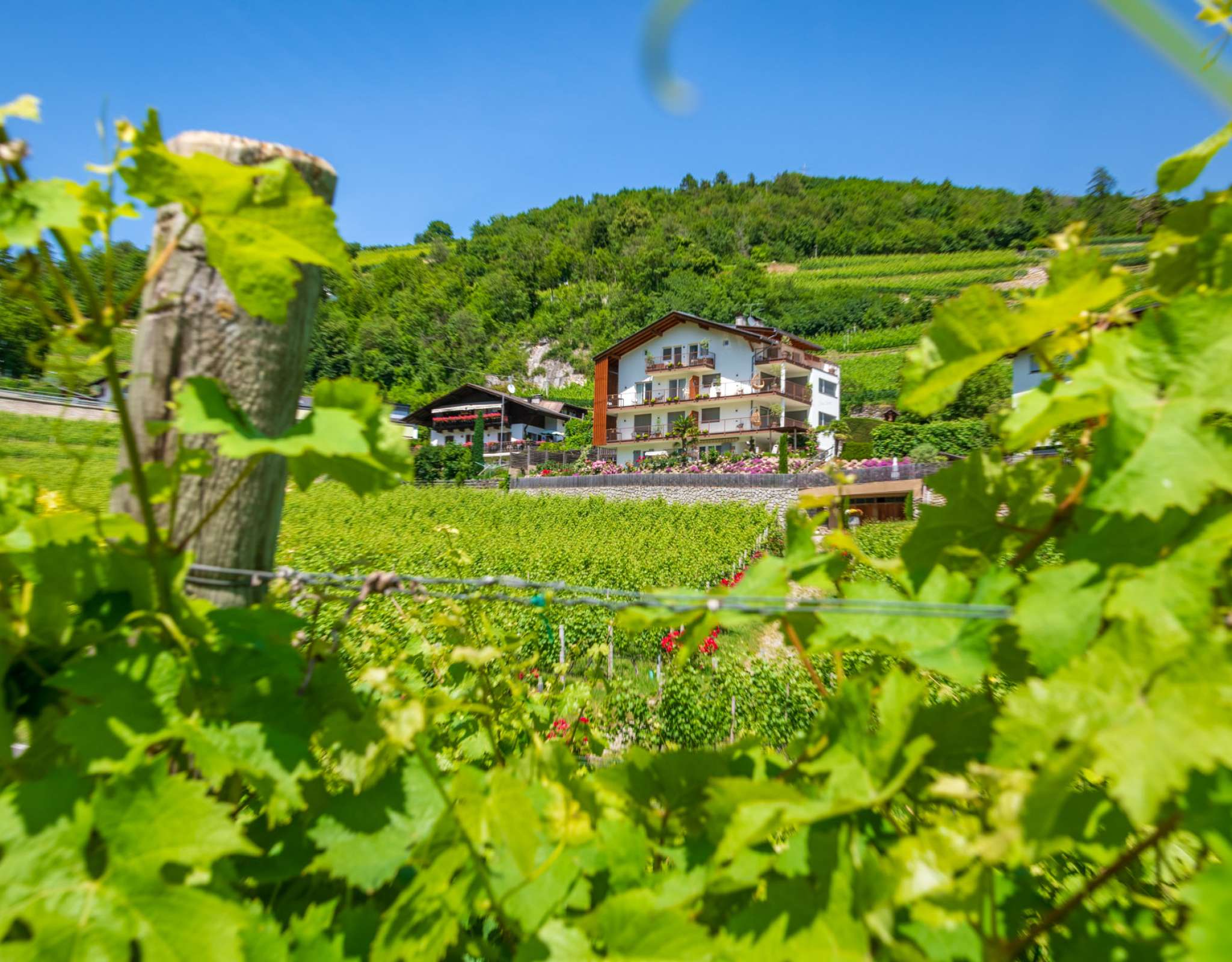 20250618141817-DSC_3256