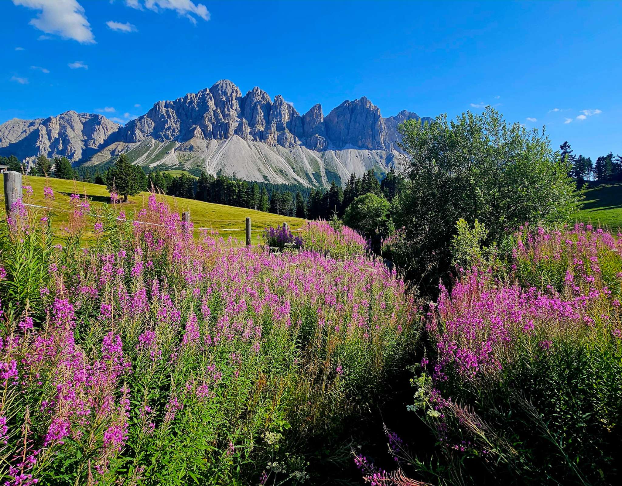 20240810172426-20240810_172426